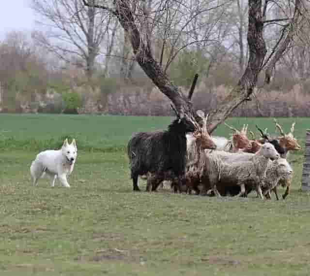 Frederika pase, placeholder, nízká kvalita