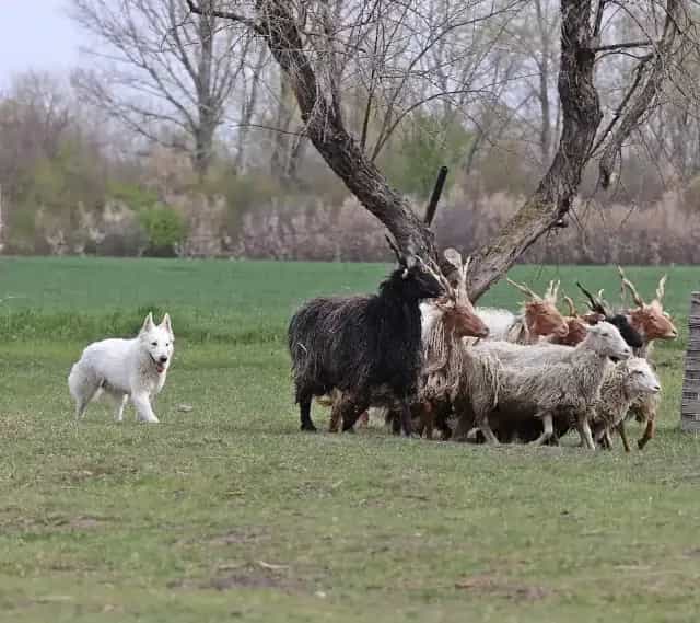 frederika během pasení