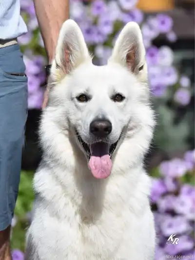 otec: Ignac Whiteline Czech