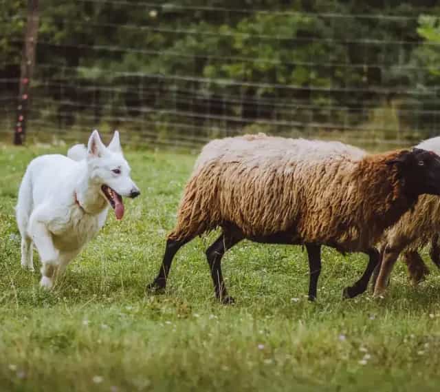 frederika během pasení
