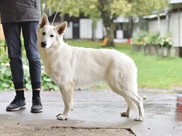 matka: Flying Free vom Weissen Unterberg