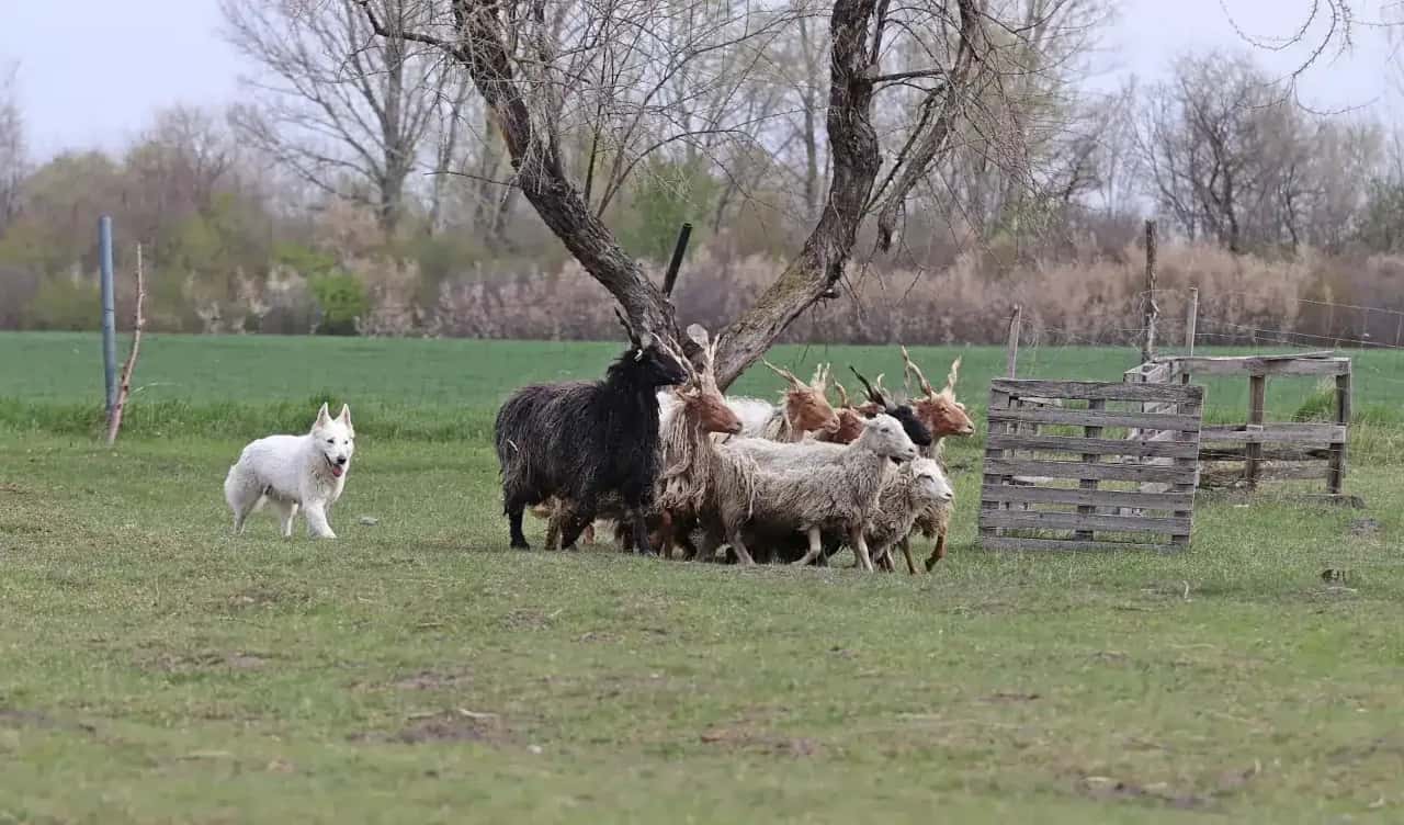 frederika během pasení