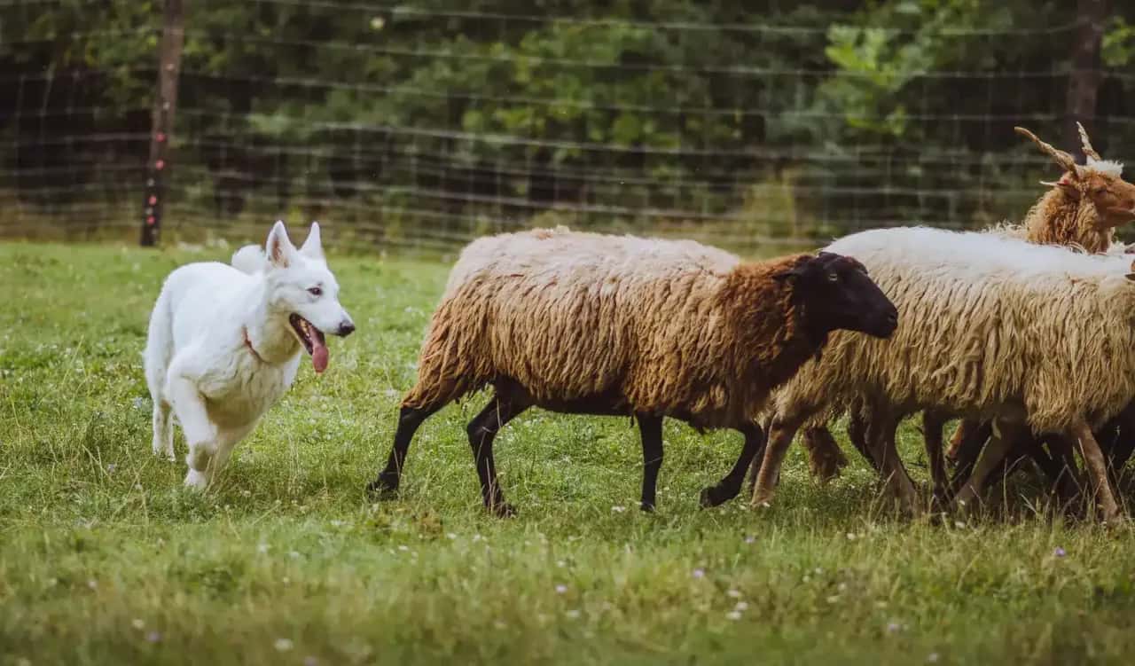 frederika během pasení